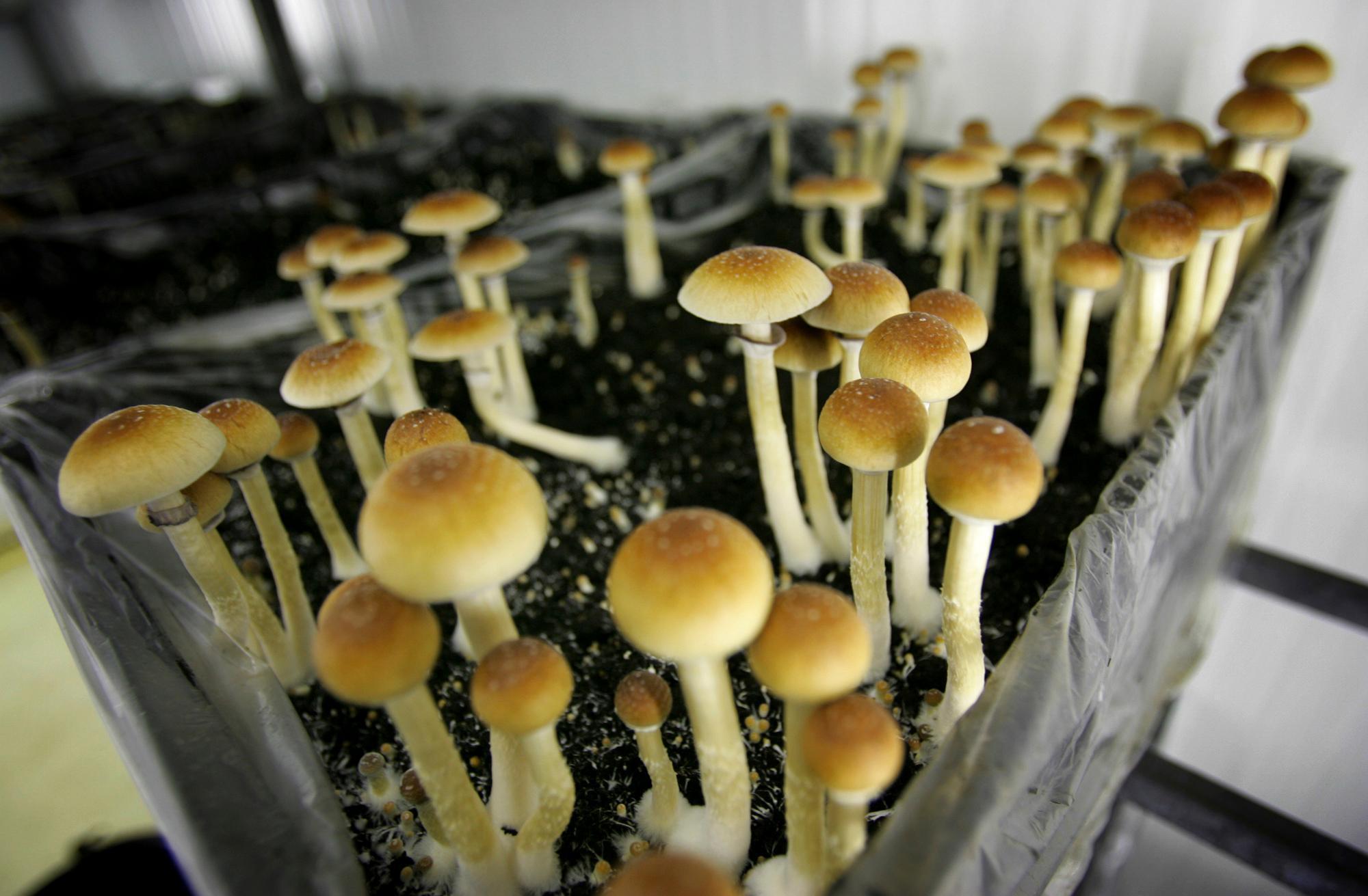 NZ approves medicinal use of magic mushrooms