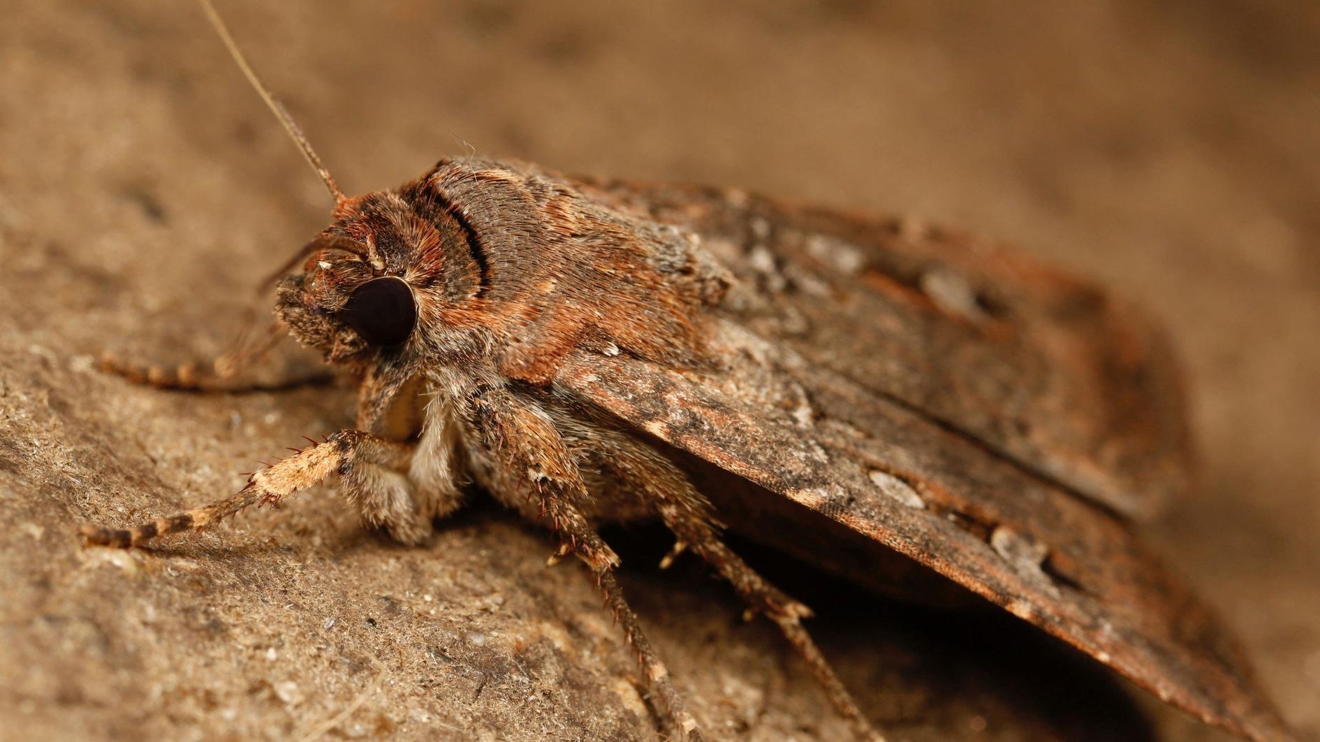 Australian moths use stars to navigate 1,000-kilometer journey