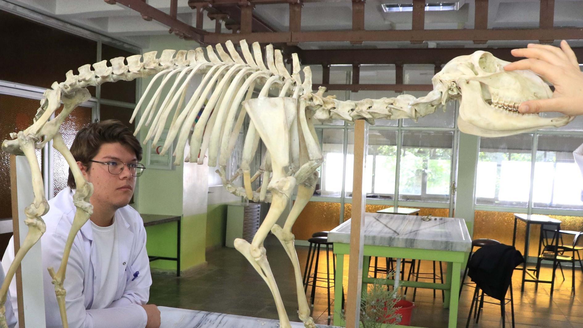 Skeletons made of animal bones go digital
