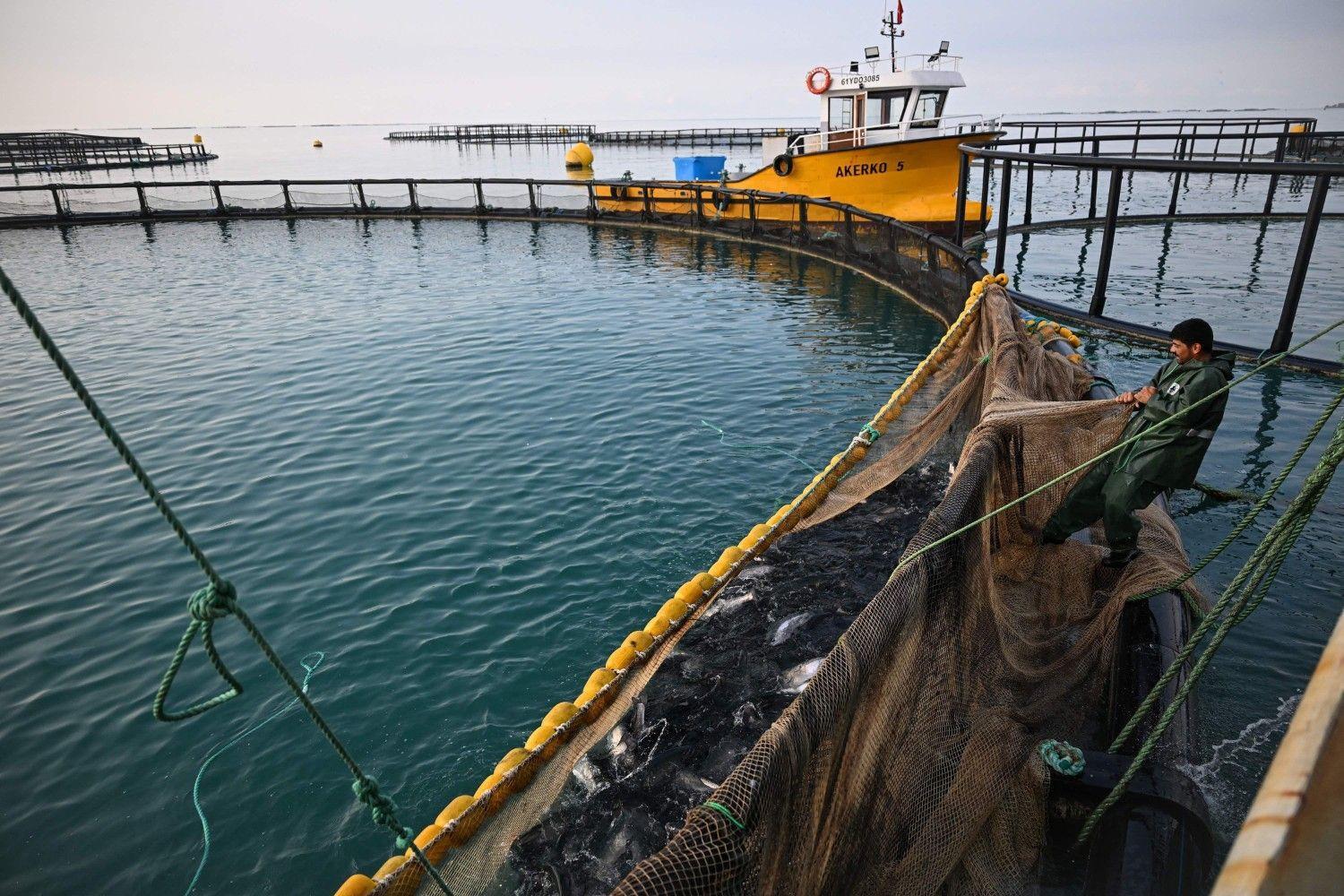 Turkish salmon gains ground overseas, backed by aquaculture know-how