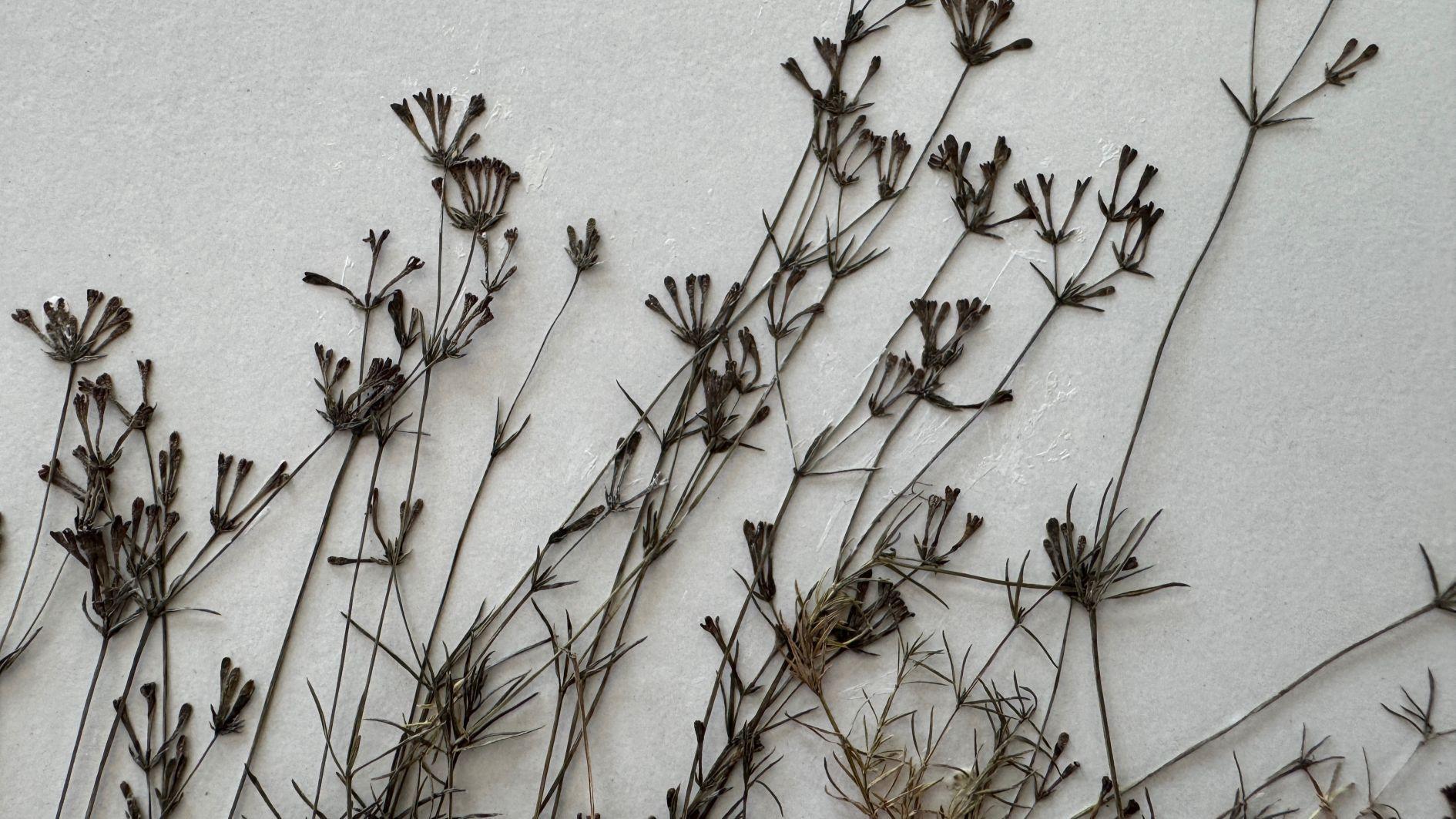 New endemic plant species discovered in Küre Mountains