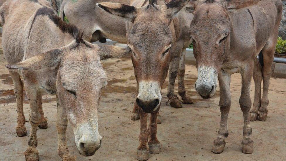 Six million donkeys slaughtered for Chinese medicine