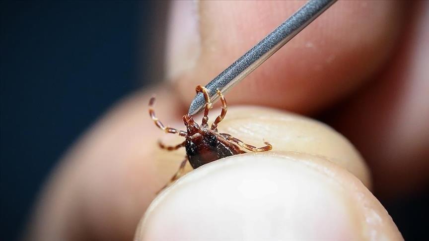 Türkiye sees rise in tick-borne virus deaths as vaccine development advances