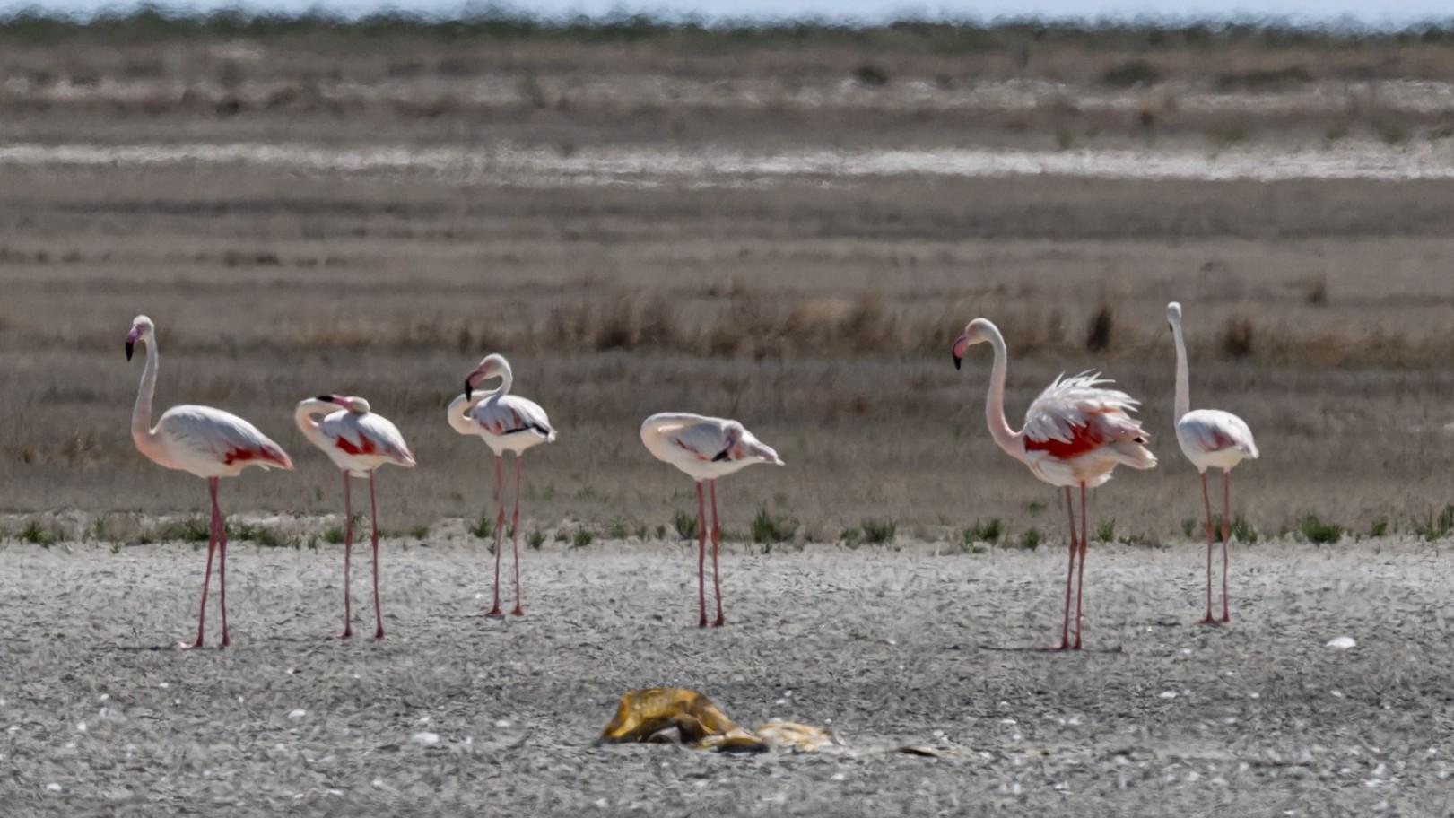 Drought shrinks flamingo numbers in Lake Tuz