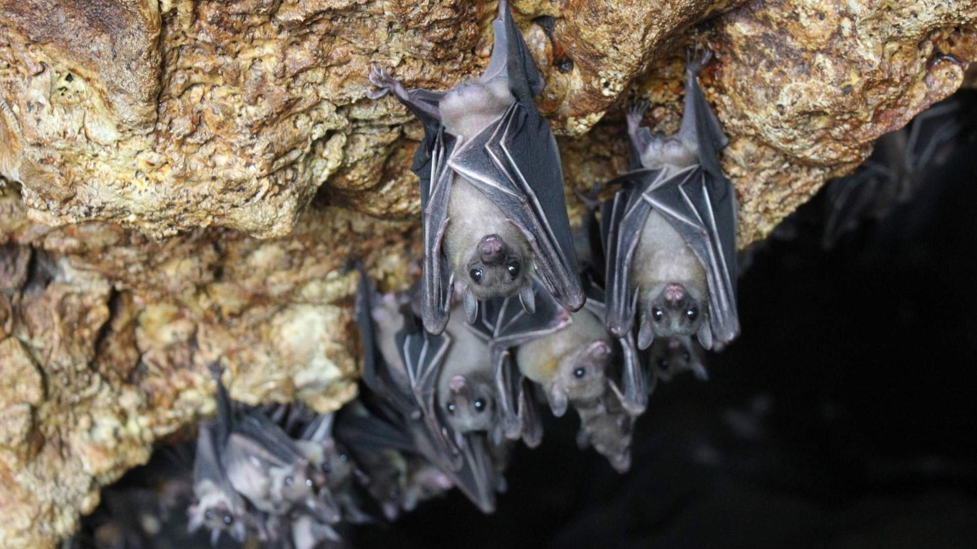 Australian man dies from extremely rare bat bite virus