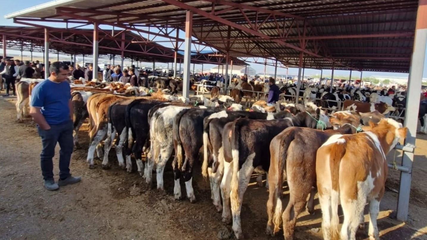 Foot-and-mouth crisis poses no food risk, authorities say