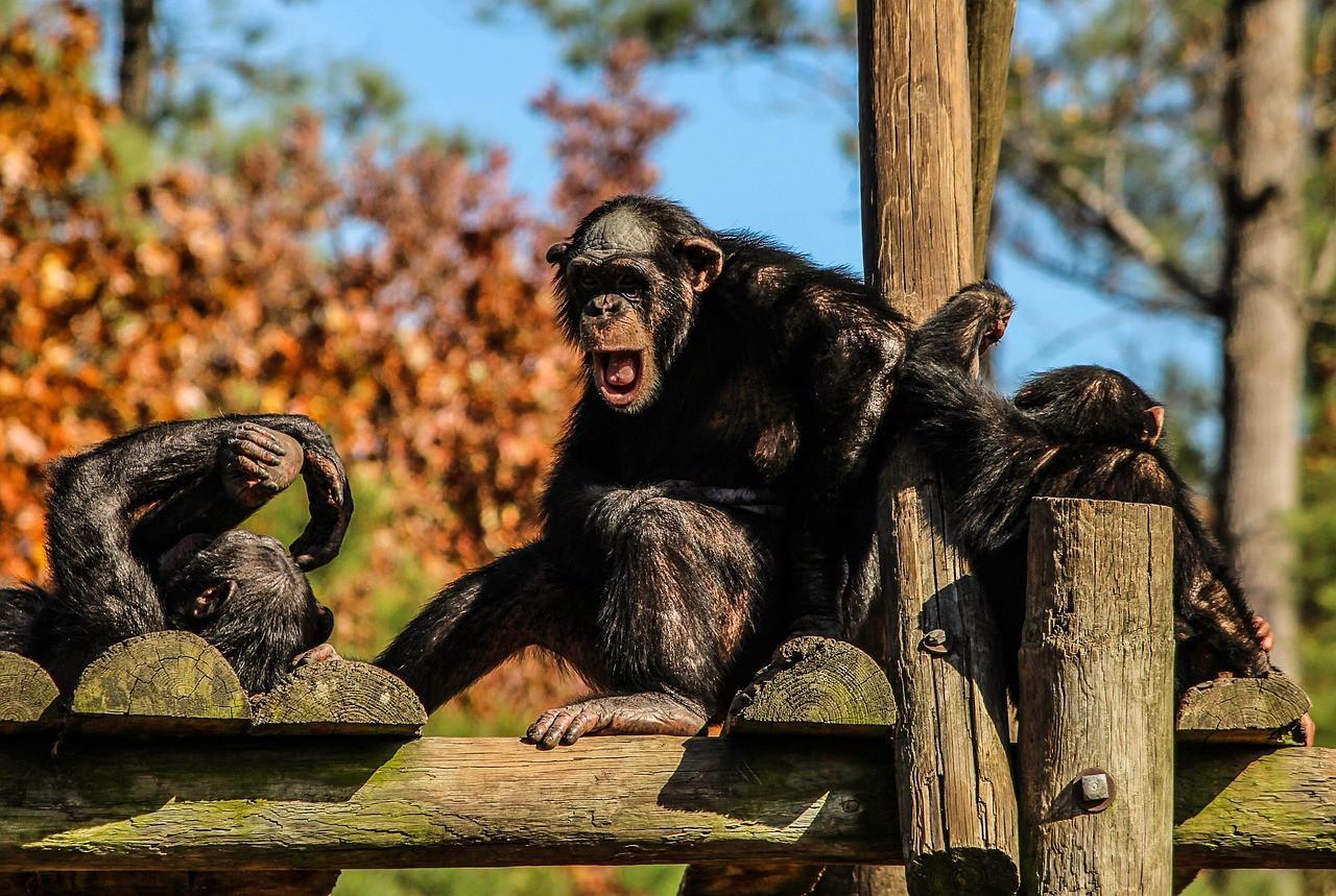 Alpha males are rare among our fellow primates: scientists