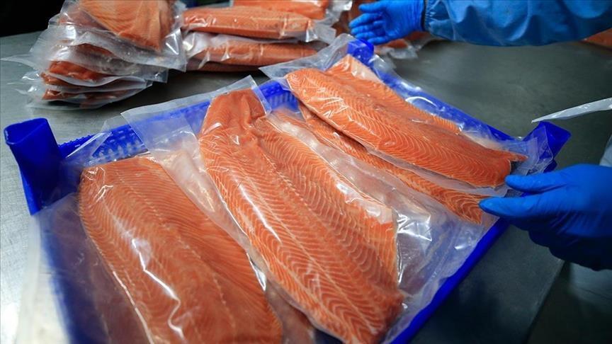 Salmon export reaches $217 million in first half of 2025
