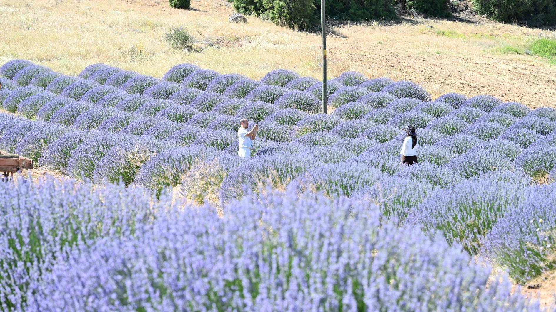 Lavender season transforms rural Türkiye into tourism hubs