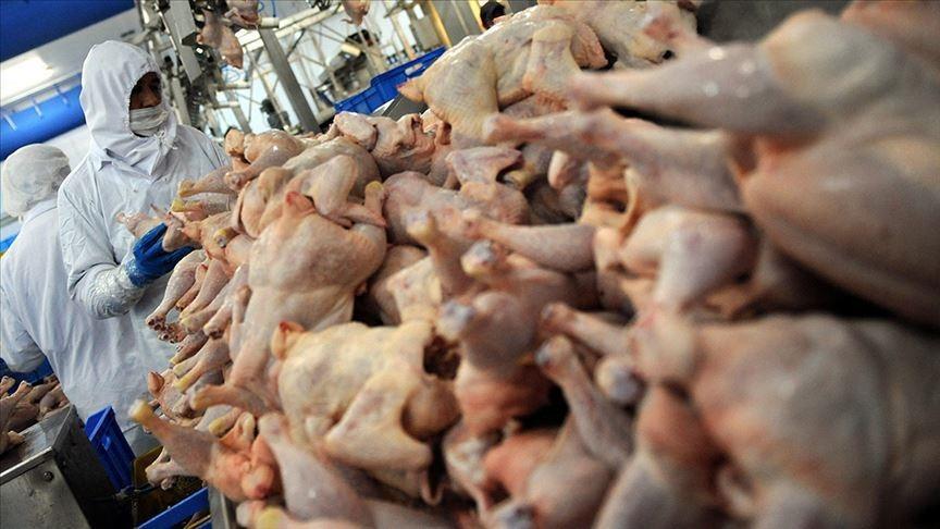 Chicken meat production rises 12 percent in May