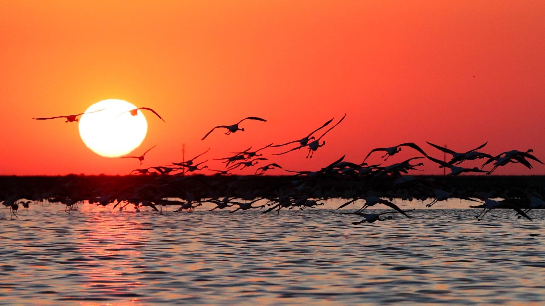 Project launched to track flamingo chicks