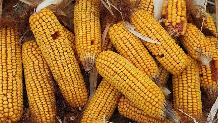 Gov’t allows corn import amid domestic harvest concerns