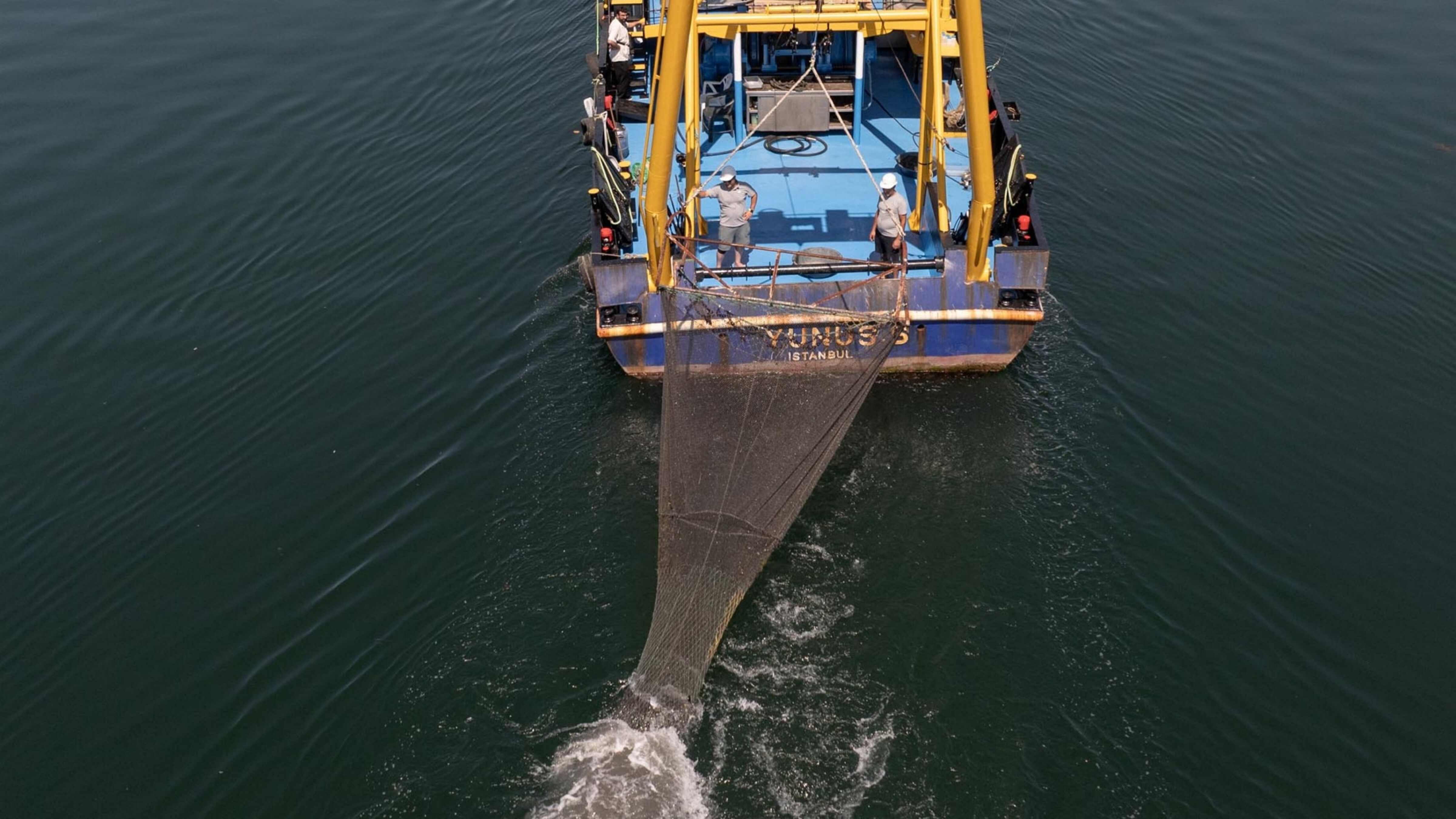 Oxygen deprivation drives sharks closer to shore in Marmara Sea, expert says