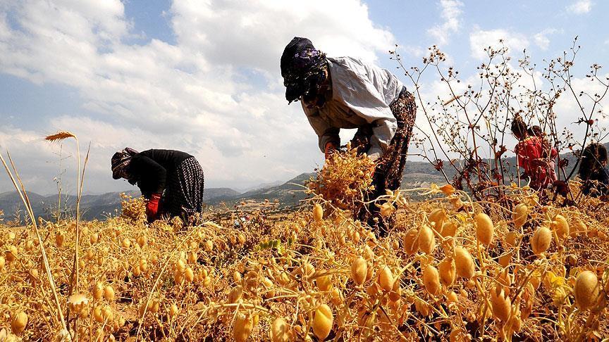 Legumes chips to transform Türkiye’s agriculture into industrial power