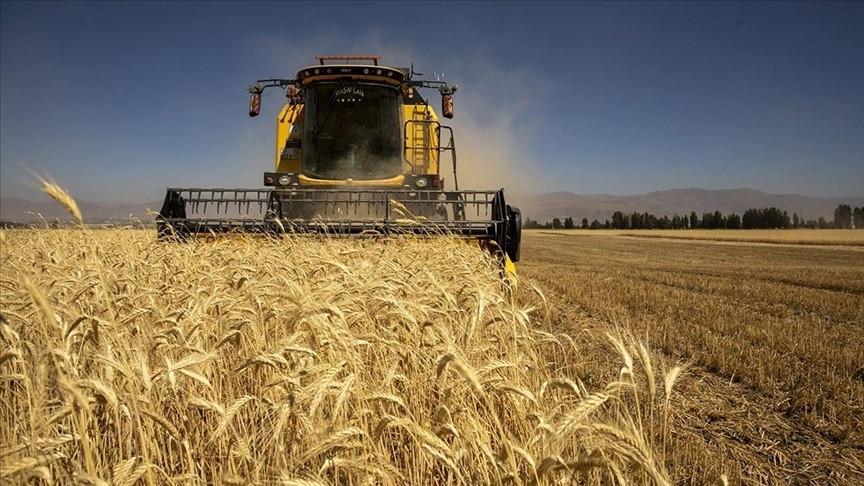 Authority dismisses wheat supply shortage claims
