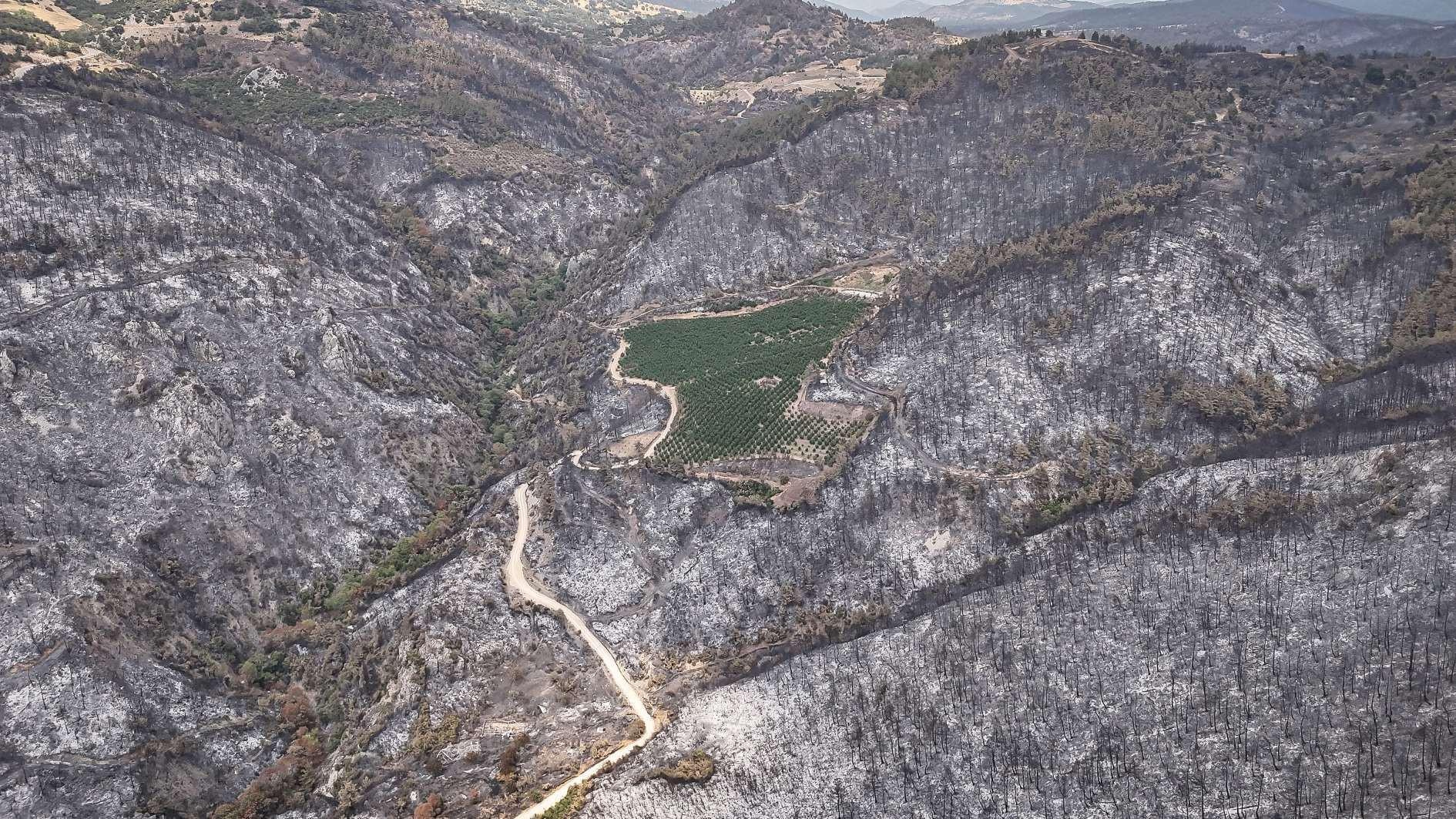 Nectarine orchard remains untouched in devastating Bursa fire
