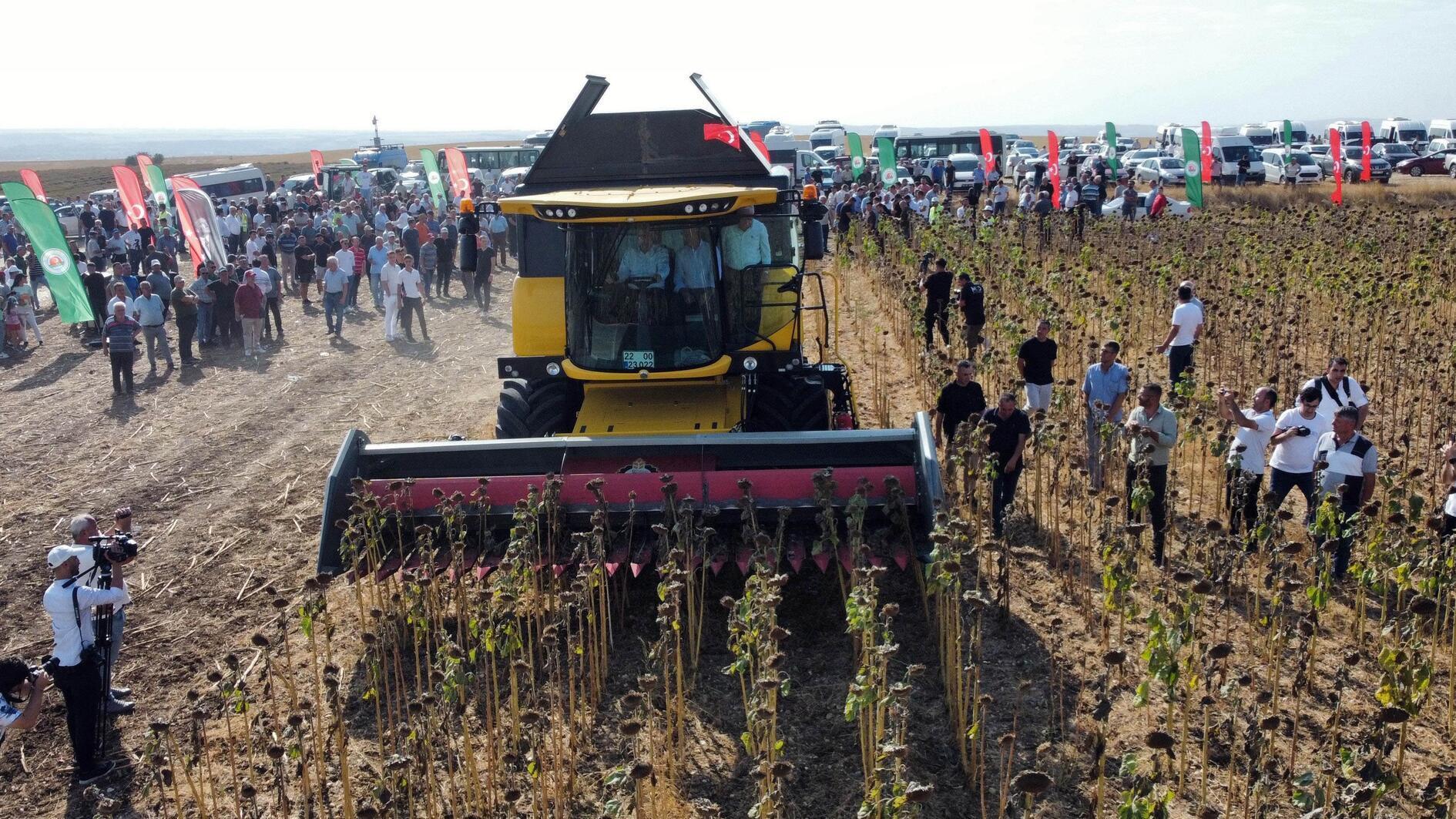 Extreme heat triggers early sunflower harvest in Edirne