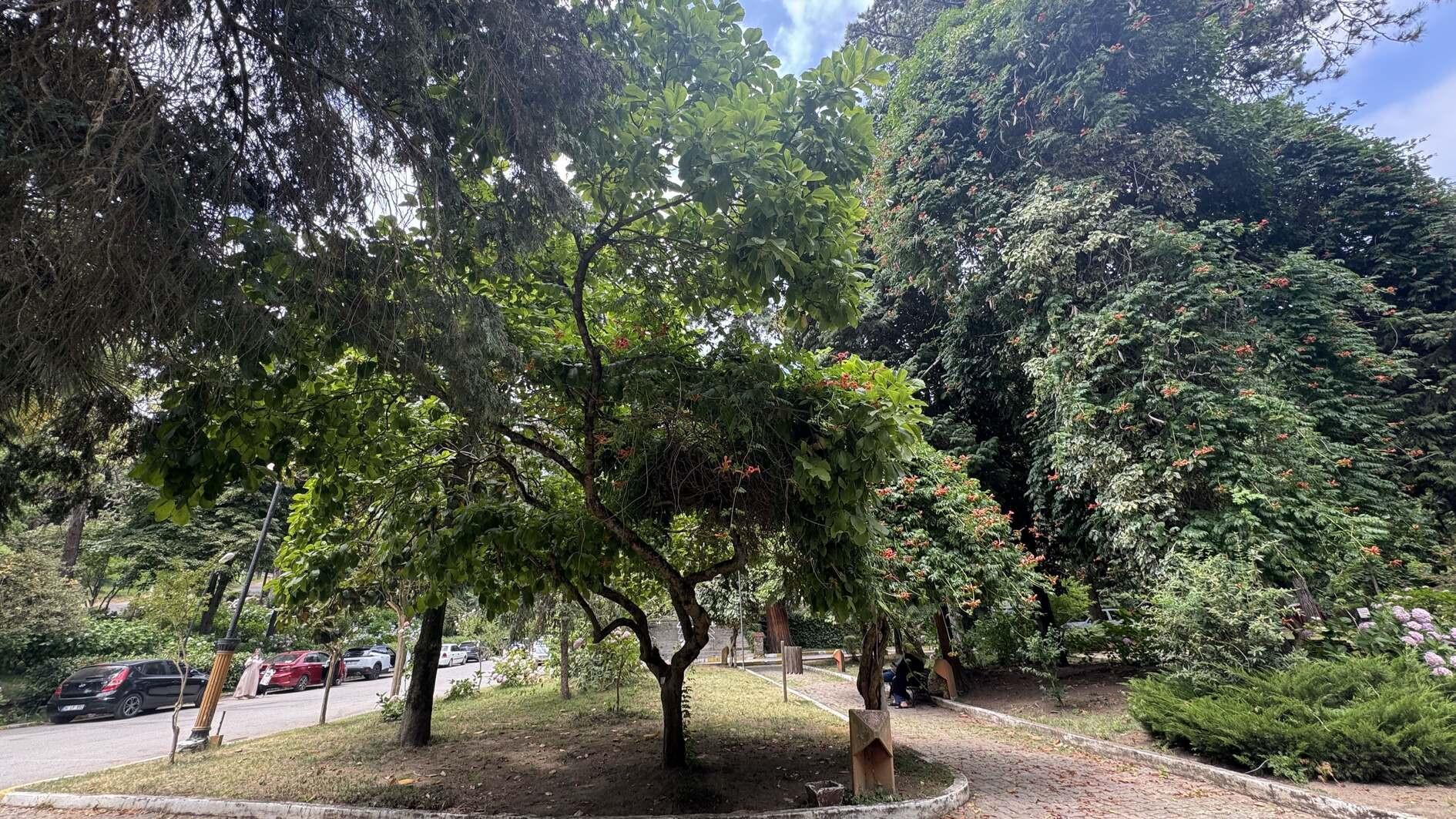Atatürk Arboretum home to world trees
