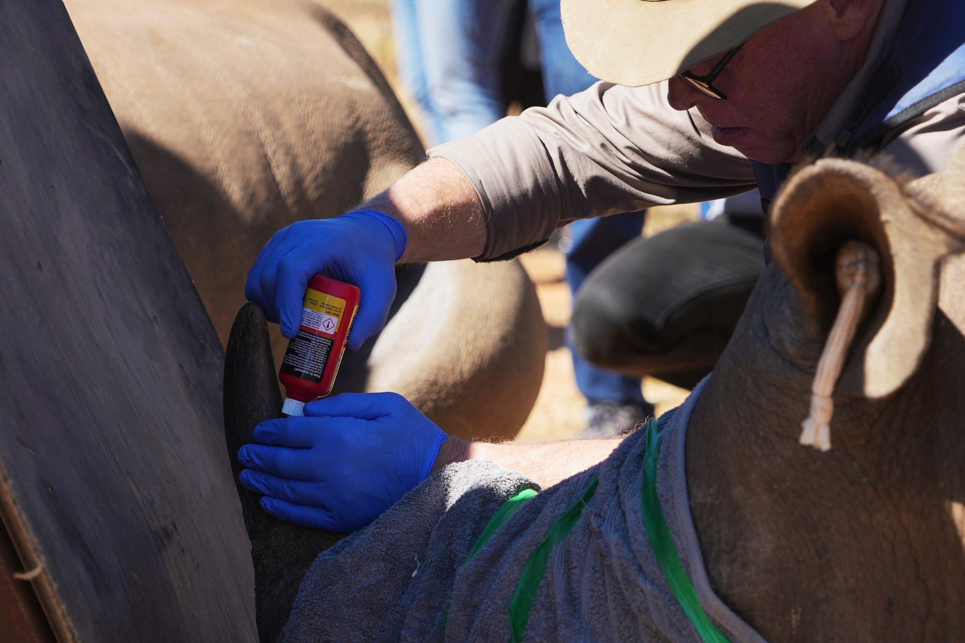 SA scientists make rhino horns radioactive to fight poaching