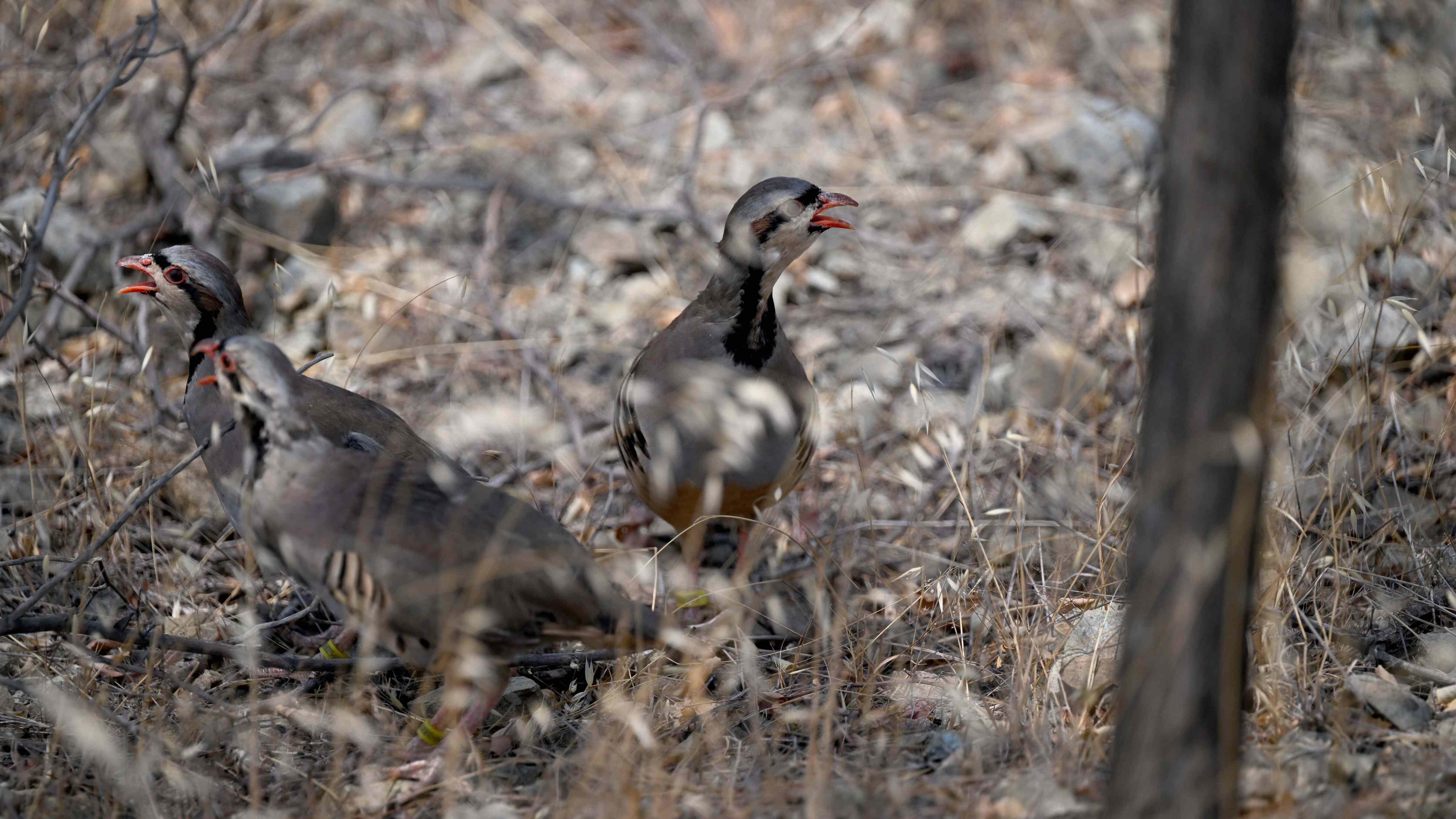 Academics test partridges as natural tick fighters with advanced tracking