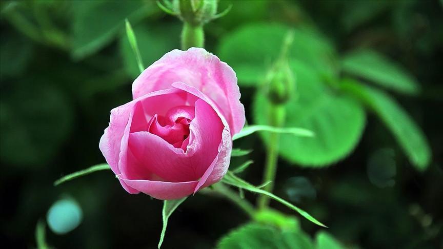 Frost hits rose harvest in Isparta, yield drops 30 pct