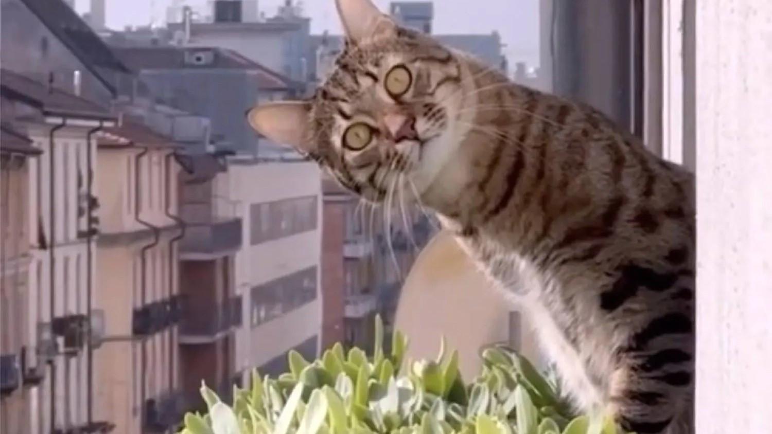 Cat videos in movie theater for a good cause