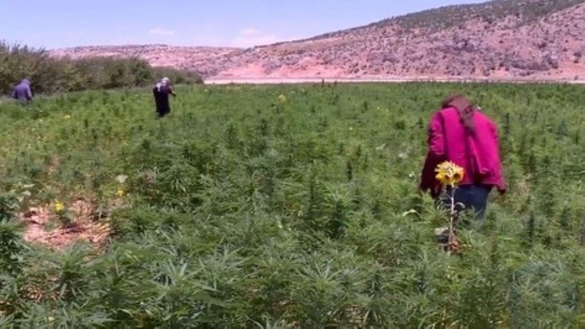 Lebanon turns to cannabis cultivation as economic lifeline