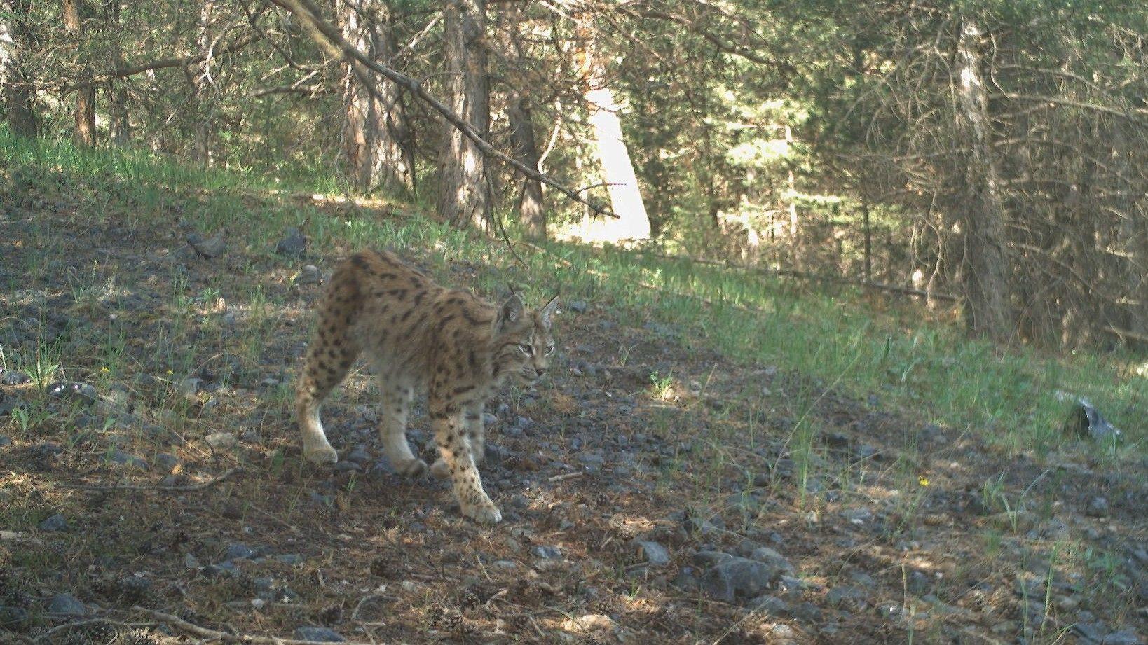 Researchers track lynxes with satellite collars in eastern city