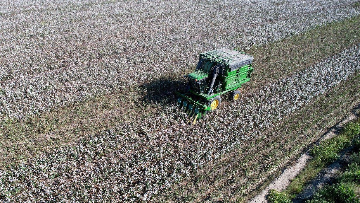 Cotton producers grapple with global headwinds, climate change
