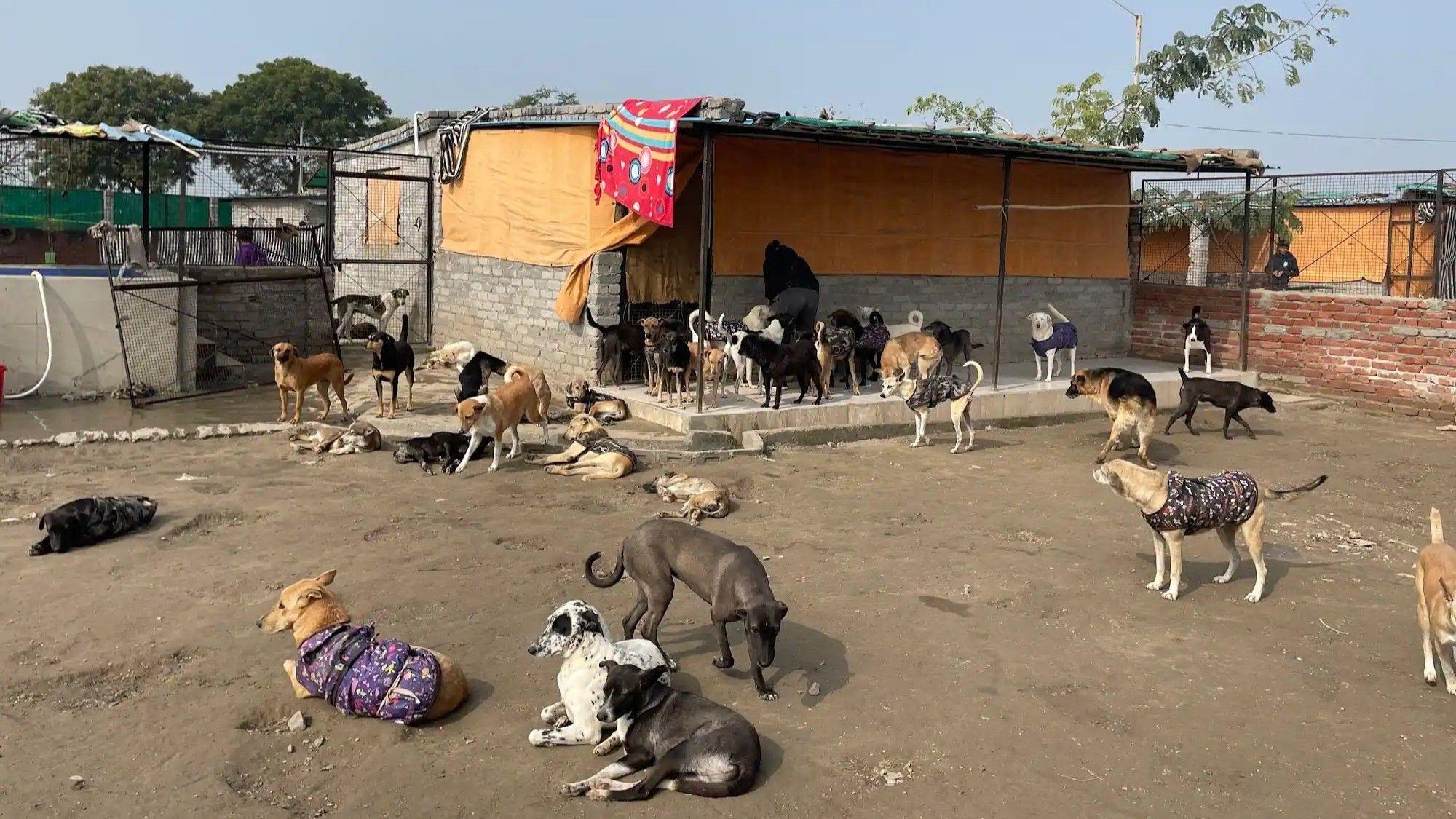 Top court orders roundup of stray dogs in Delhi