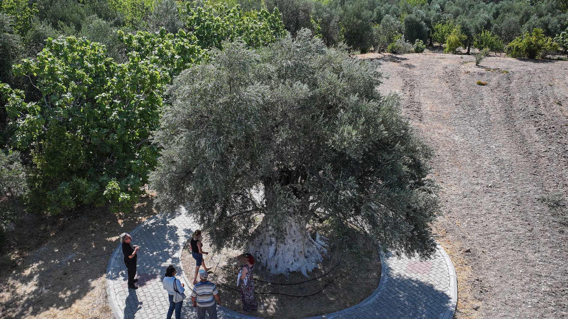 Ancient olive tree in Mersin continues to bear fruit