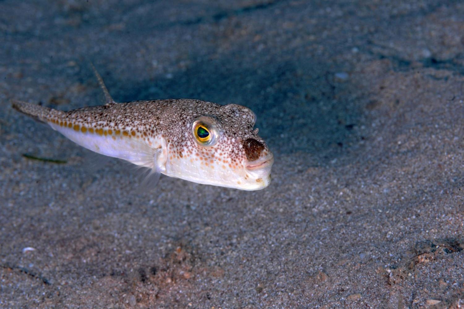 Mediterranean’s invasive pufferfish now part of marine ecosystem, expert warns