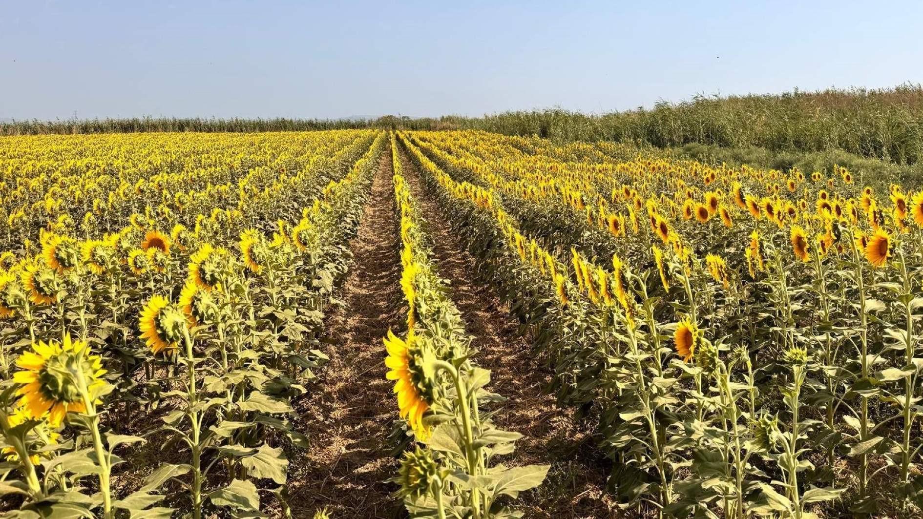 Turkish farmers seek support after hit by drought