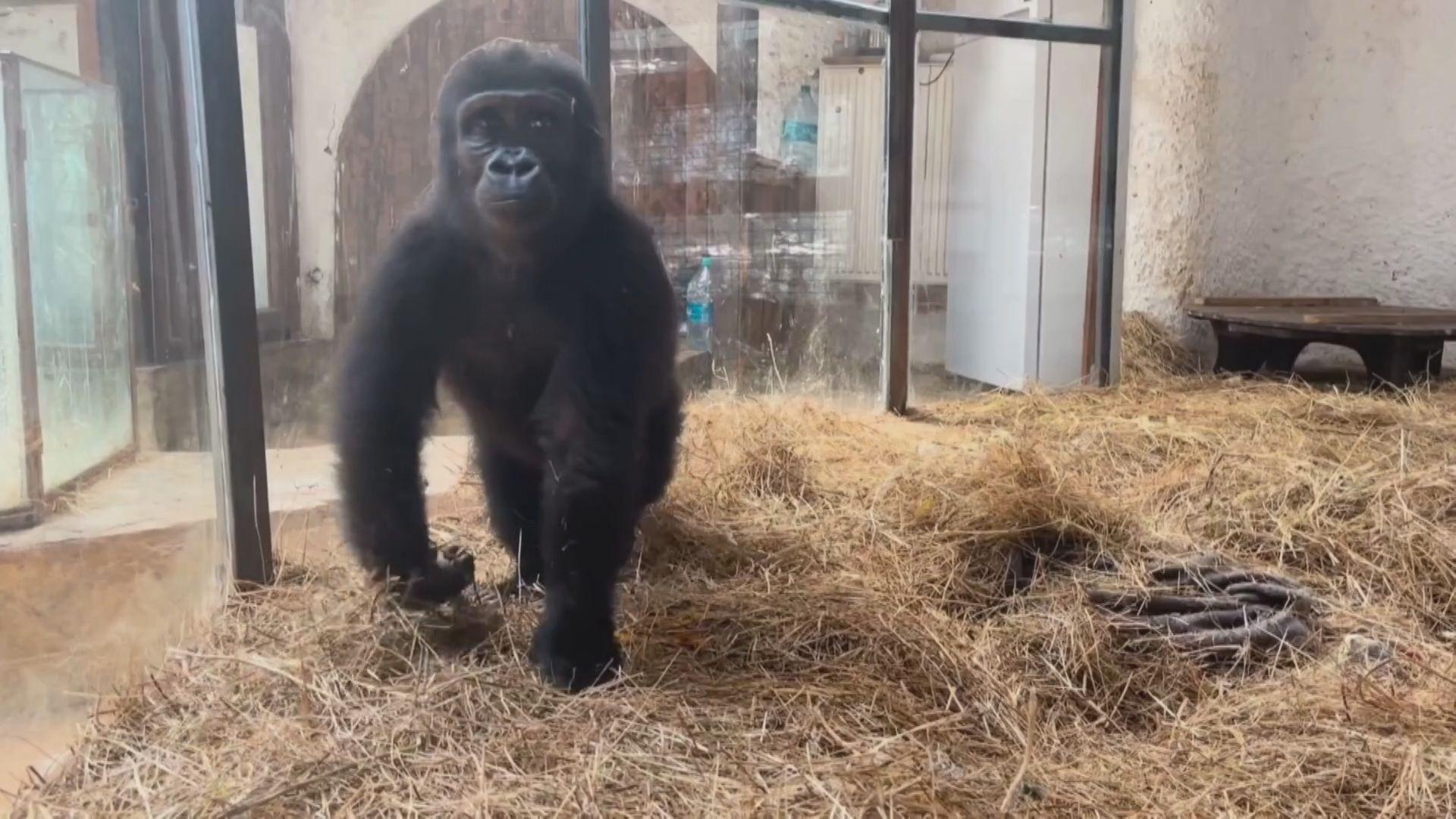 Preparations begin to return gorilla to home