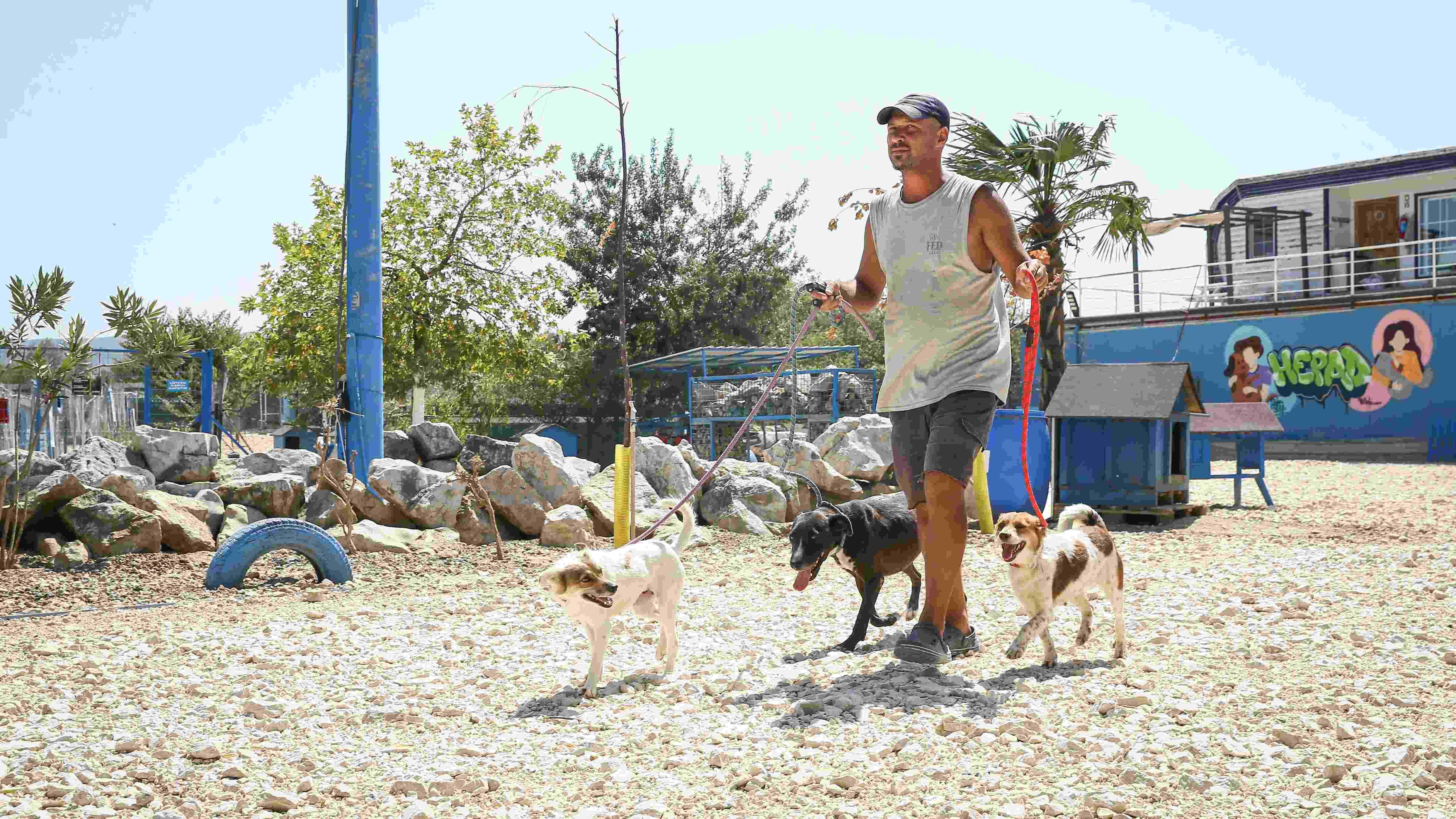 Animals injured in wildfires treated in Bursa