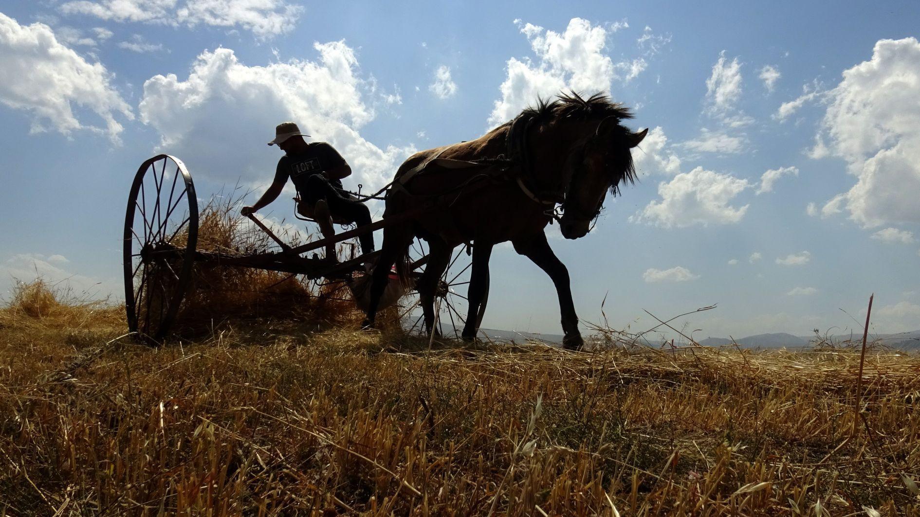 Climate shift cuts wheat yields amid changing rainfall patterns