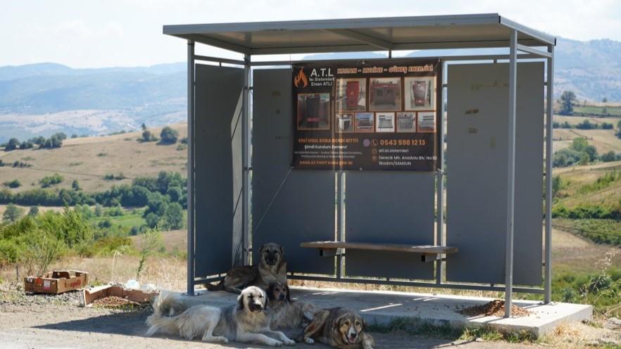 Presidential decree establishes stray animal protection units in 3 provinces