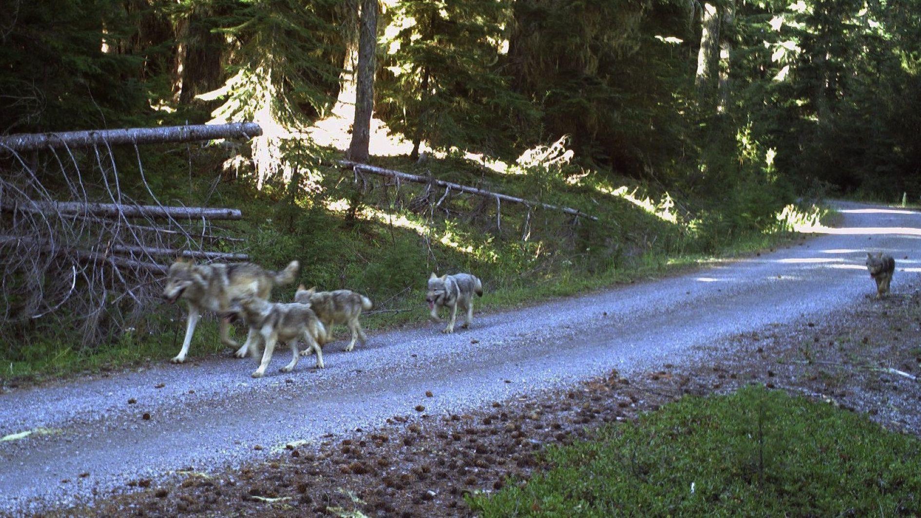 Drones blasting AC/DC, Scarlett Johansson help biologists protect cattle from wolves
