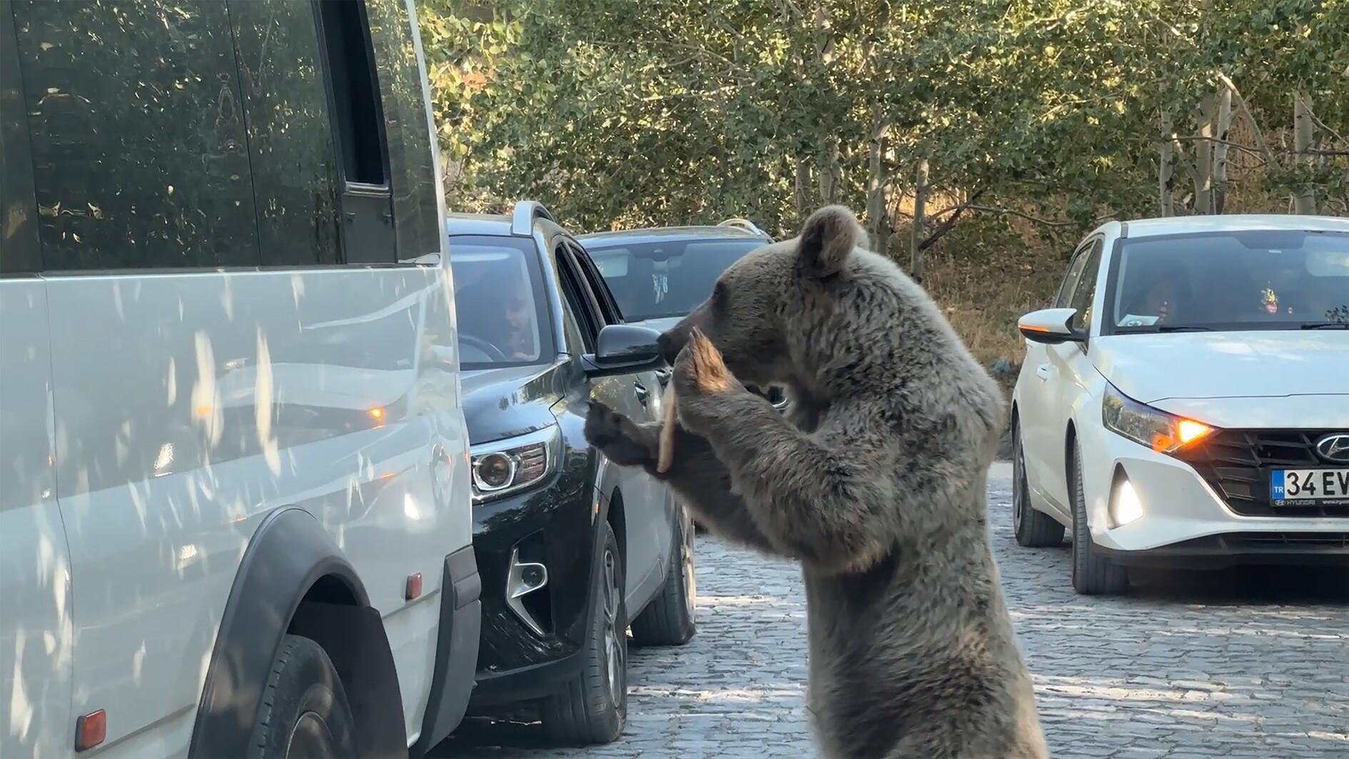 Türkiye’s largest crater lake closed to visitors due to bear attacks