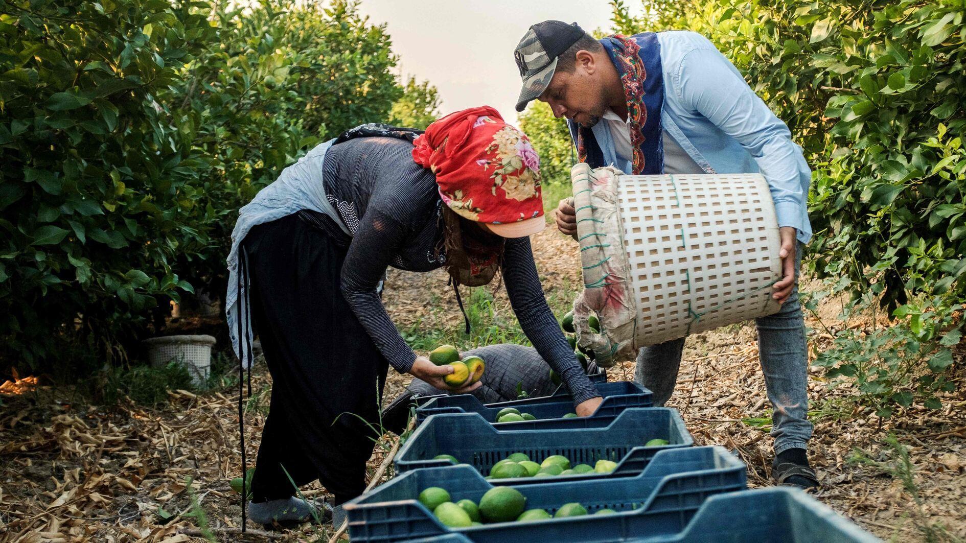 Frost, hail, heat sour season for Türkiye’s lemon growers