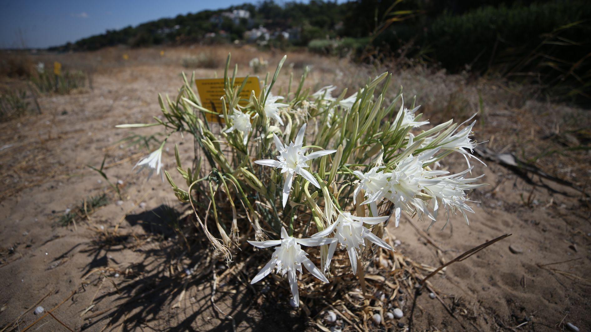 White lilies being protected at ancient city beach