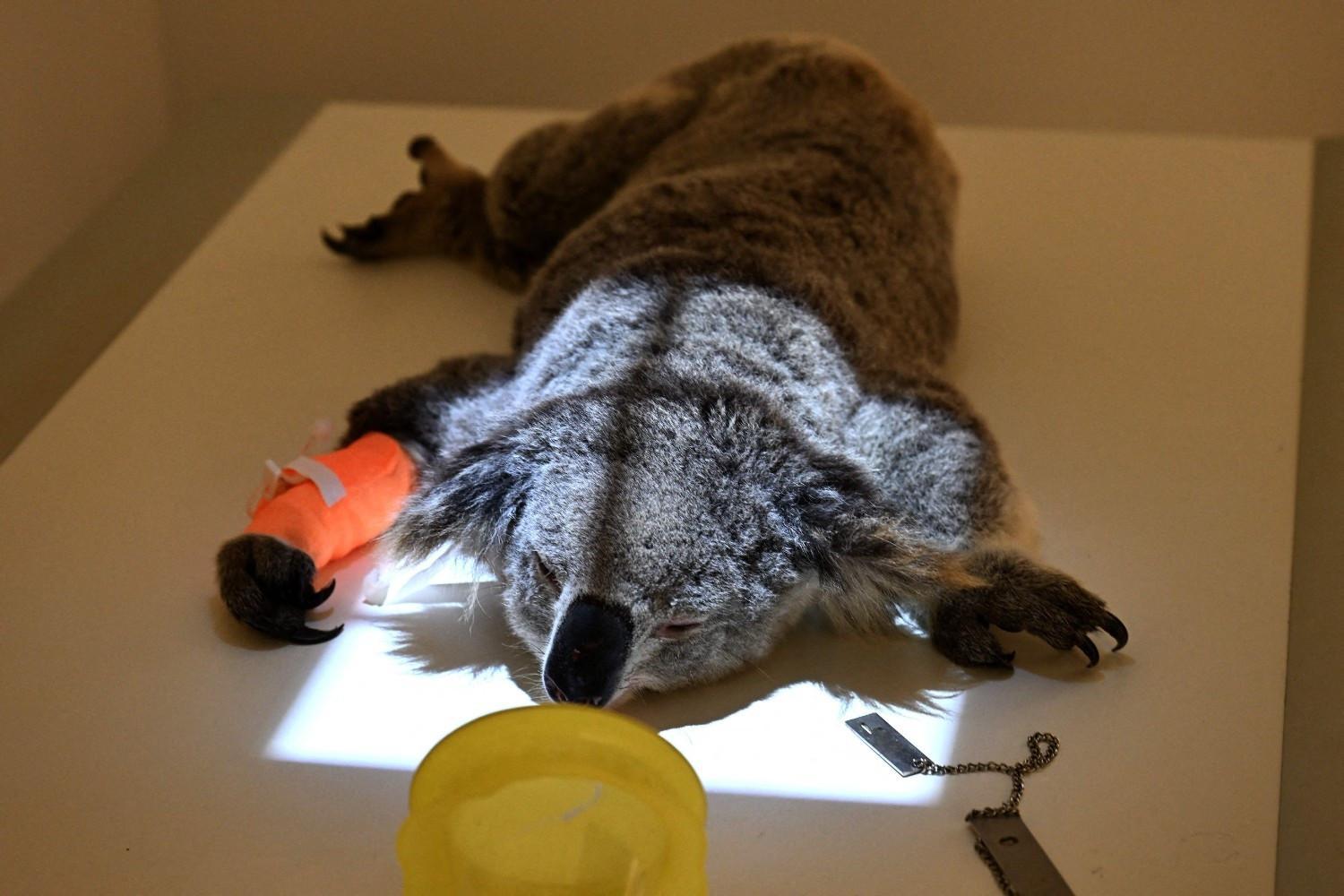 Australia approves chlamydia vaccine for koalas