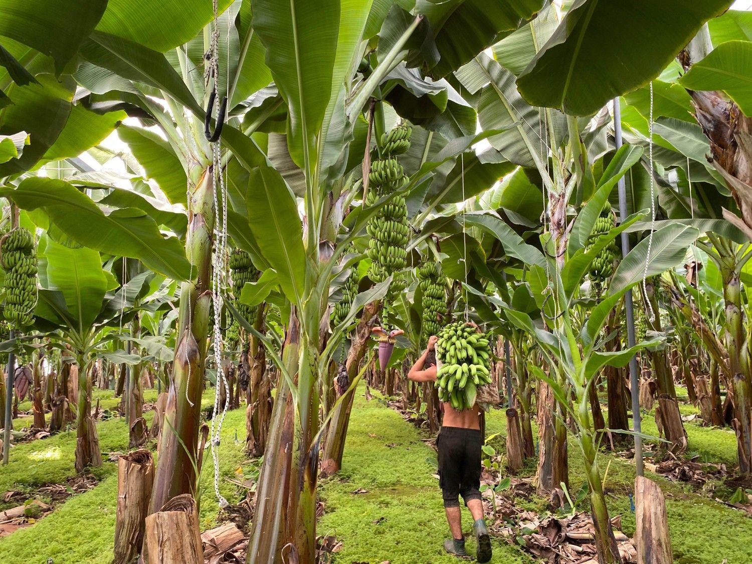 Türkiye’s banana boom: Greenhouses drive rapid expansion