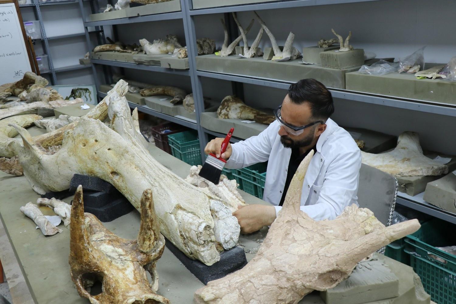 7.7-million-year-old elephant skulls unearthed in central Türkiye