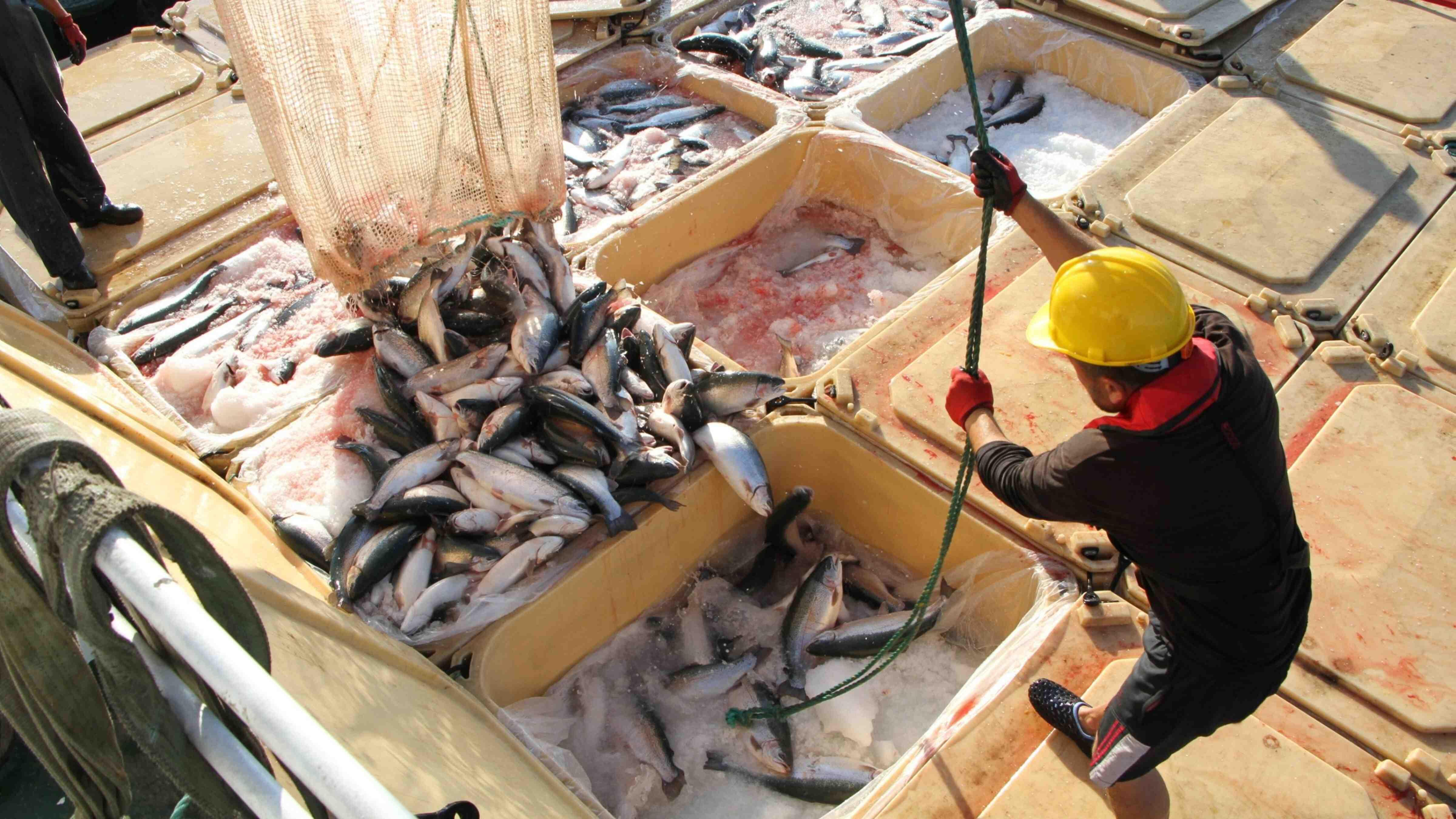Barriers to Turkish seafood exports to Canada lifted