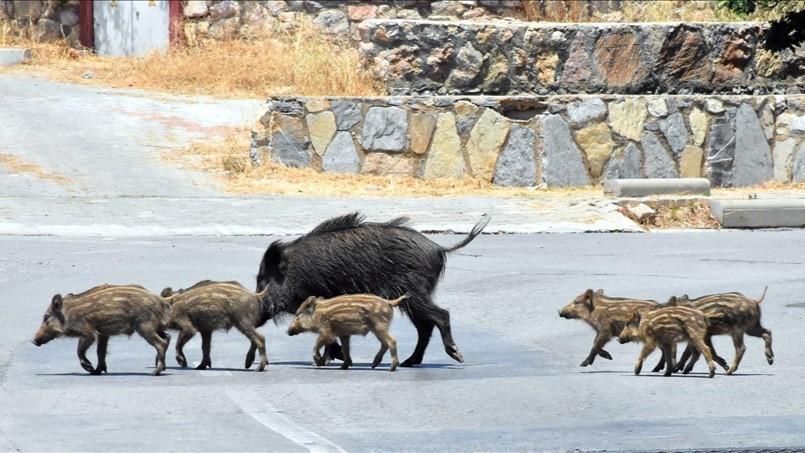 WWF Türkiye calls for ecological corridors to keep wildlife out of cities