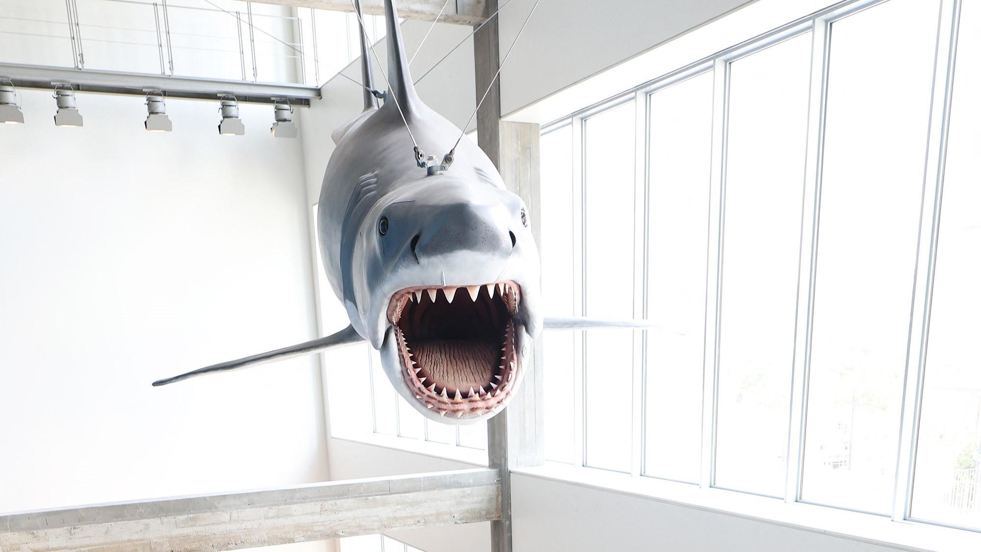 Jaws exhibit marks 50 years