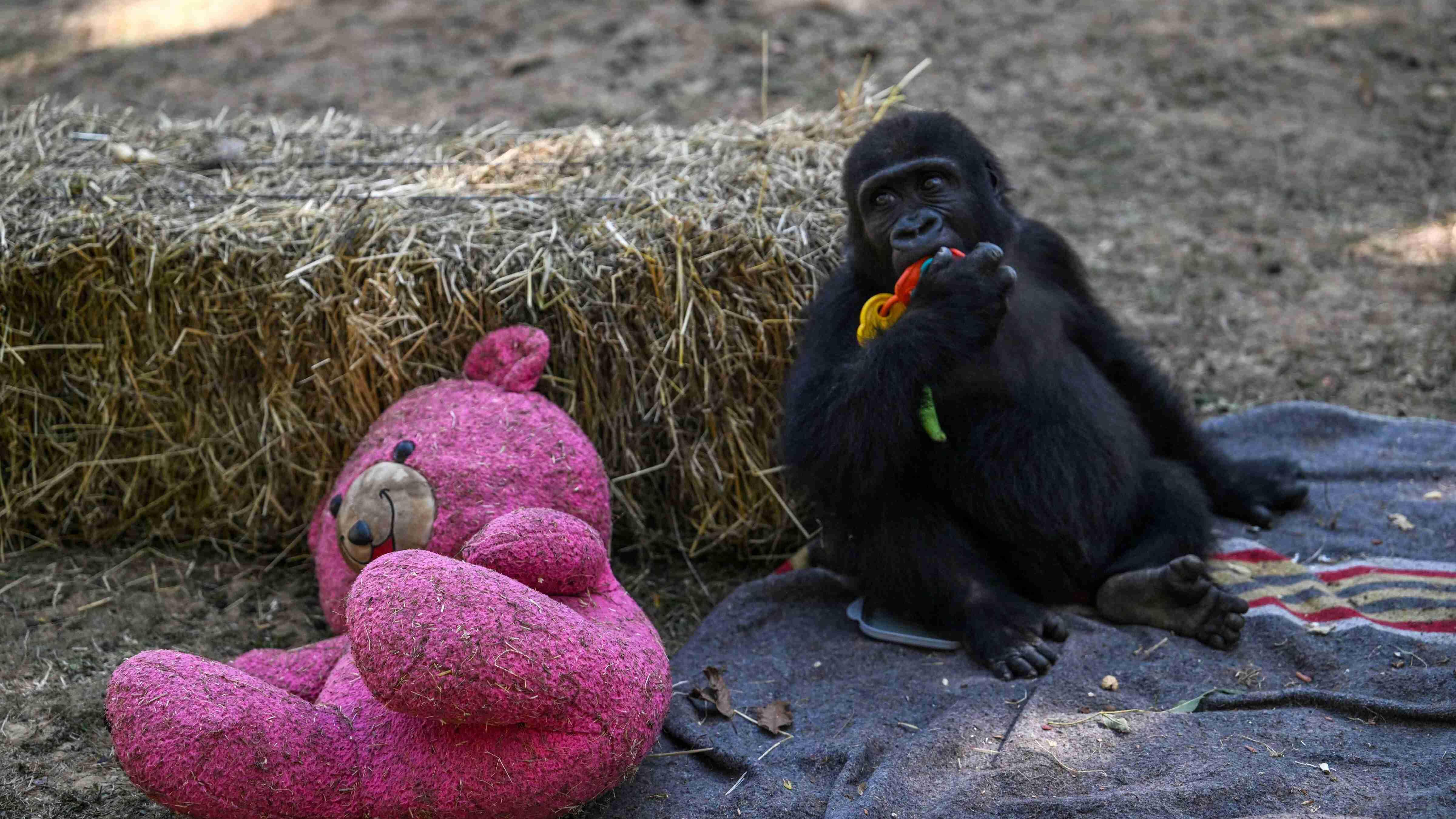 Baby gorilla to return to Nigeria after Istanbul airport rescue