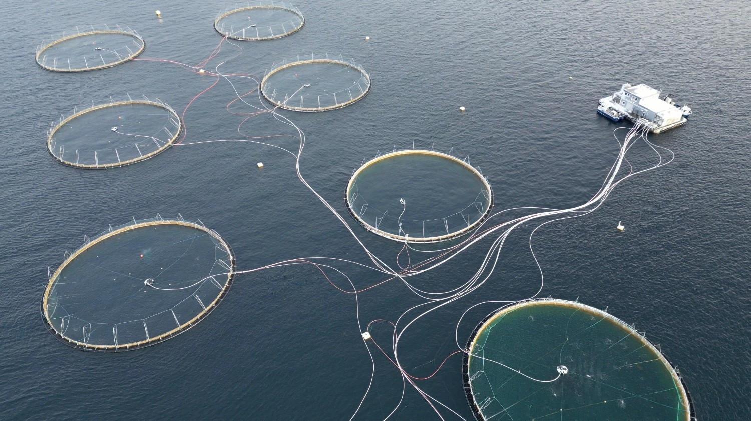 WTO’s global fisheries subsidy ban enters into force