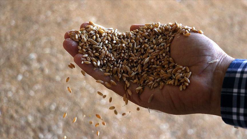 Türkiye targets top 5 in global seed market within decade